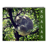 Koalas 2025 großer Kalender (Titelbild)