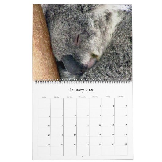Koalas 2025 großer Kalender (Jan 2026)