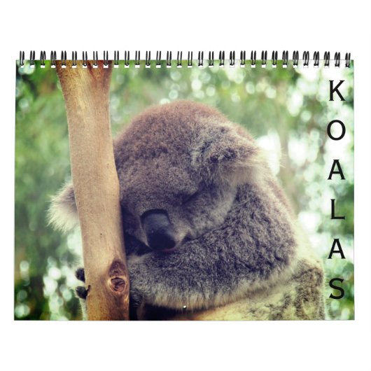 Koalas 2025 kalender (Titelbild)