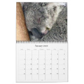 Koalas 2025 kalender (Jan 2026)