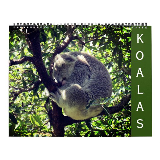 Koalas 2027 großer Kalender (Titelbild)