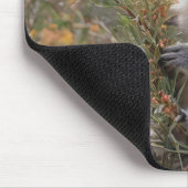 "Koalas Haven: In einem Grevillea-Baum verankert Mousepad (Ecke)