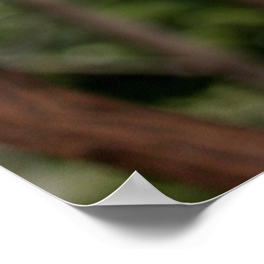 Koalas in den Bäumen Poster (Ecke)