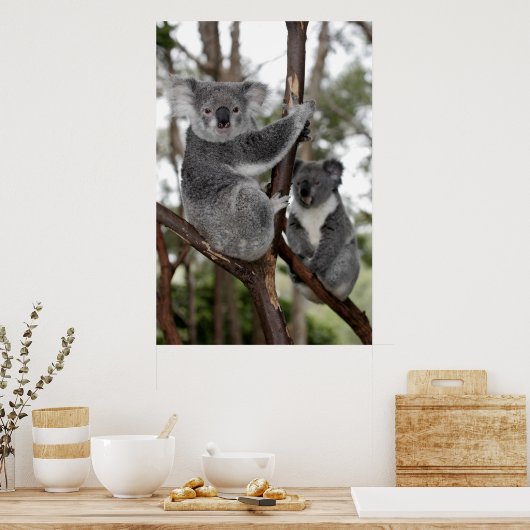 Koalas in den Bäumen Poster (Küche)