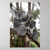 Koalas in den Bäumen Poster (Vorne)