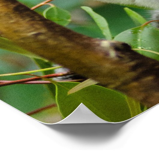 Koalas Poster (Ecke)