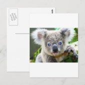 Koalas Postkarte (Vorne/Hinten)