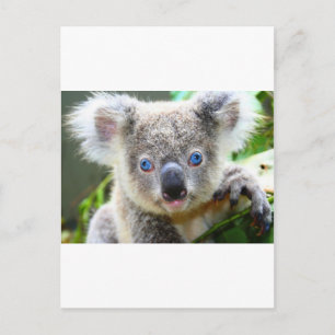 Koalas Postkarte
