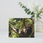 Koalas Postkarte (Stehend Vorderseite)