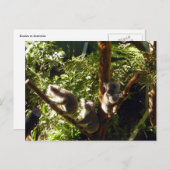 Koalas Postkarte (Vorne/Hinten)