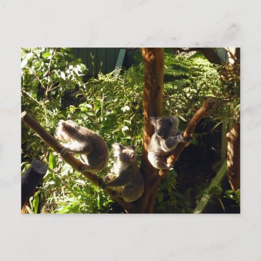 Koalas Postkarte (Vorderseite)