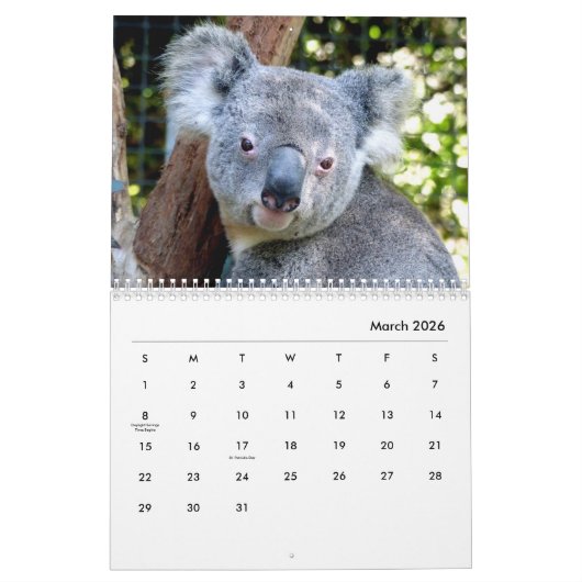Koalas Wall Calendar Kalender (Mär 2026)