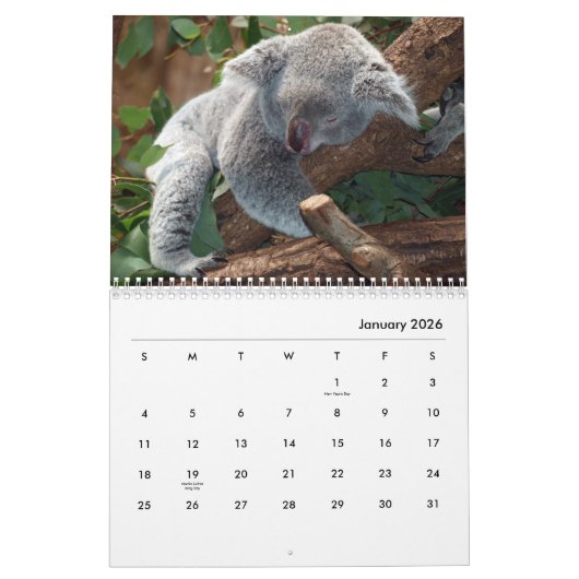 Koalas Wall Calendar Kalender (Jan 2026)