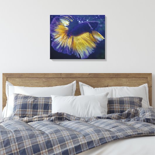 Kobalt, männliche Betta Premium gepackte Canvas Leinwanddruck (Insitu (Schlafzimmer))