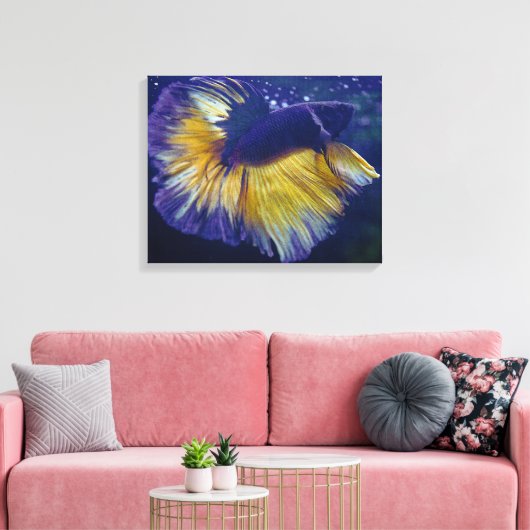 Kobalt, männliche Betta Premium gepackte Canvas Leinwanddruck (Insitu (Wohnzimmer))
