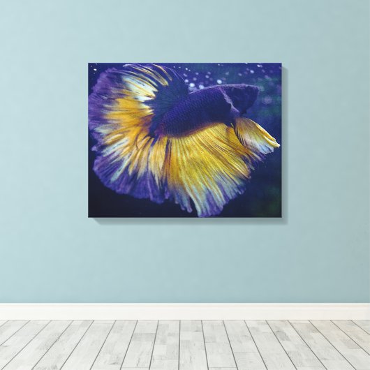 Kobalt, männliche Betta Premium gepackte Canvas Leinwanddruck (Insitu (Holzboden))