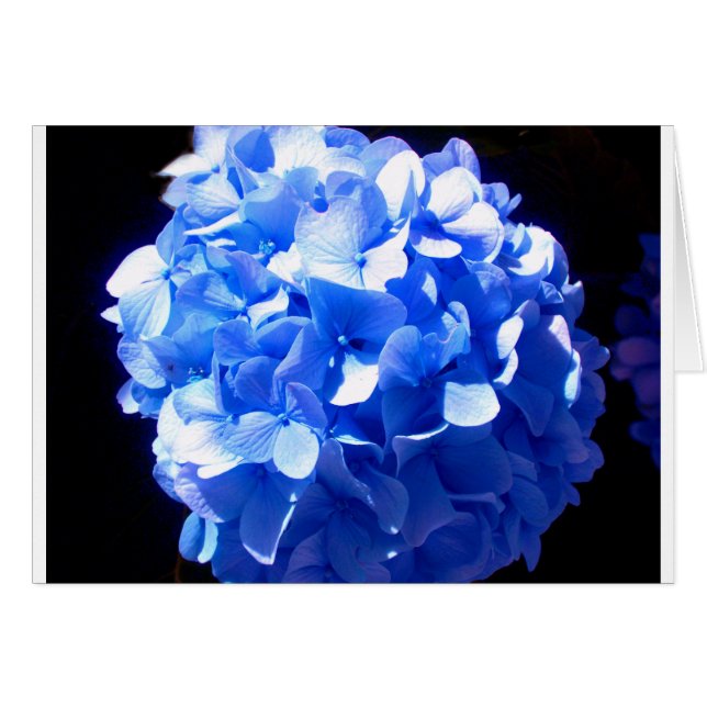 Kobaltblau Blütenblütenelegante Hydrangeas (Vorderseite (Horizontal))
