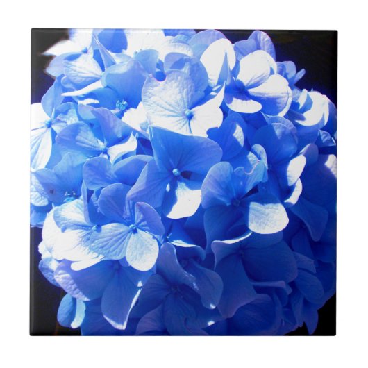 Kobaltblau Blütenblütenelegante Hydrangeas Fliese (Vorderseite)