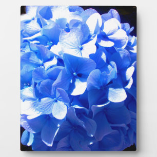 Kobaltblau Blütenblütenelegante Hydrangeas Fotoplatte