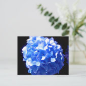 Kobaltblau Blütenblütenelegante Hydrangeas Postkarte (Stehend Vorderseite)