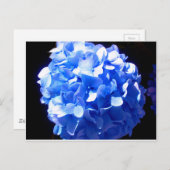 Kobaltblau Blütenblütenelegante Hydrangeas Postkarte (Vorne/Hinten)