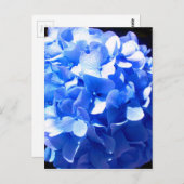 Kobaltblau Blütenblütenelegante Hydrangeas Postkarte (Vorne/Hinten)