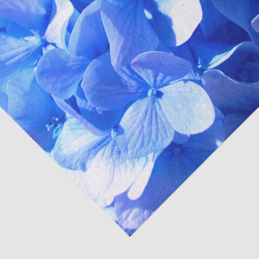 Kobaltblau Blütenblütenelegante Hydrangeas Seidenpapier (Ausschnitt)