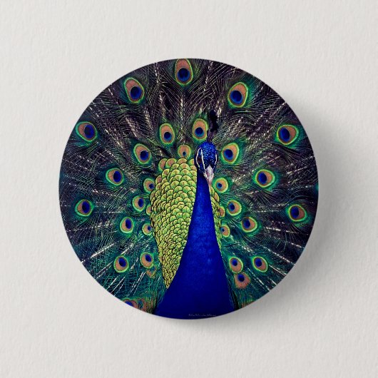 Kobaltblauer Pfau Button (Vorderseite)