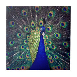 Kobaltblauer Pfau Fliese
