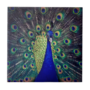 Kobaltblauer Pfau Fliese