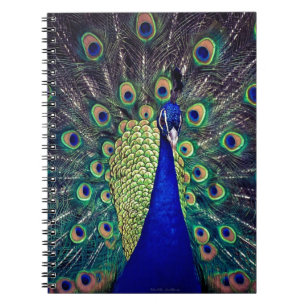 Kobaltblauer Pfau Notizblock