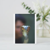 Kobra Postkarte (Stehend Vorderseite)