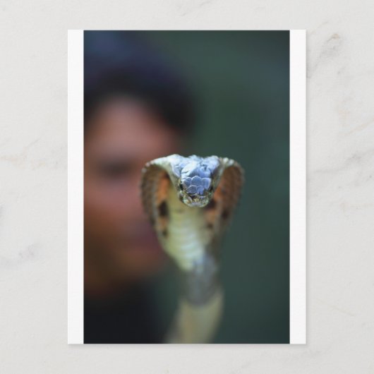 Kobra Postkarte (Vorderseite)