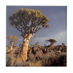 Köcherbäume (Aloe Dichotoma) Fliese