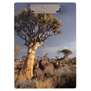 Köcherbäume (Aloe Dichotoma) Klemmbrett