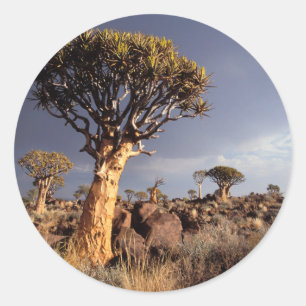 Köcherbäume (Aloe Dichotoma) Runder Aufkleber