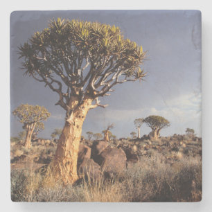 Köcherbäume (Aloe Dichotoma) Steinuntersetzer