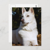 Kodah Der weiße Schäferhund Wolfdog Postkarte (Vorne/Hinten)