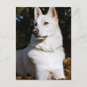 Kodah Der weiße Schäferhund Wolfdog Postkarte