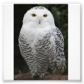 Kodak Beruflich Foto Paper (Satin) (Vorne)