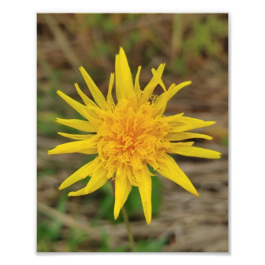 Kodak Beruflich Foto Paper (Satin) Foto Enlar (Vorne)