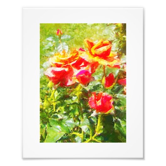 KODAK Print Orange Rose Fotodruck (Vorne)