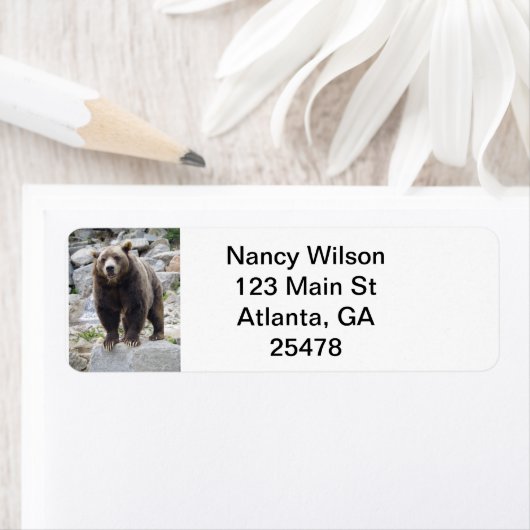 Kodiak Bär (Insitu)