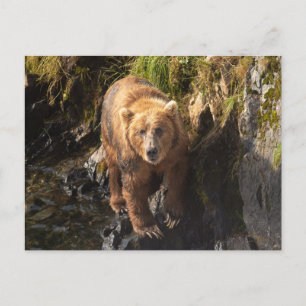 Kodiak-Bär am Frazer-Bären-Aussichtspunkt Postkarte