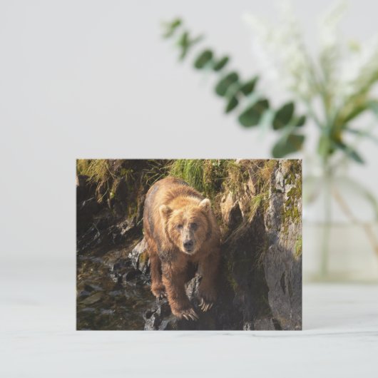 Kodiak-Bär am Frazer-Bären-Aussichtspunkt Postkarte (Stehend Vorderseite)