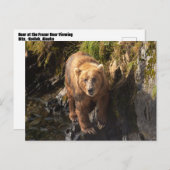 Kodiak-Bär am Frazer-Bären-Aussichtspunkt Postkarte (Vorne/Hinten)