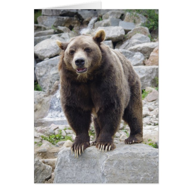 Kodiak Bär Stehend auf einem Felsen (Vorne)