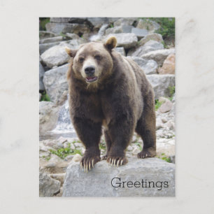 Kodiak-Bär Stehend auf einem Felsen Postkarte