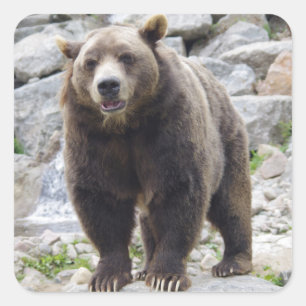 Kodiak-Bär Stehend auf einem Felsen Quadratischer Aufkleber