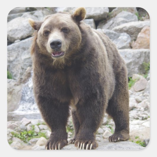 Kodiak-Bär Stehend auf einem Felsen Quadratischer Aufkleber (Vorderseite)